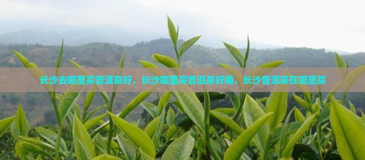 长沙去哪里买普洱茶好