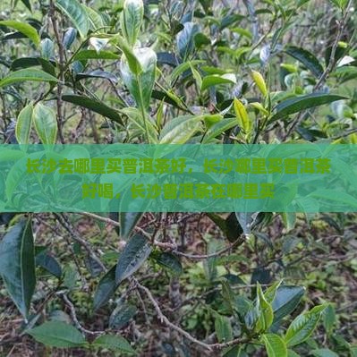 长沙去哪里买普洱茶好