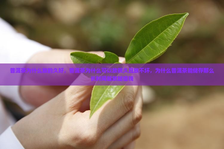 普洱茶为什么放的久好