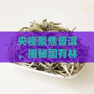 央视报道国有林普洱茶