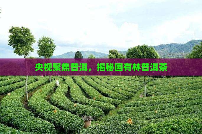 央视报道国有林普洱茶