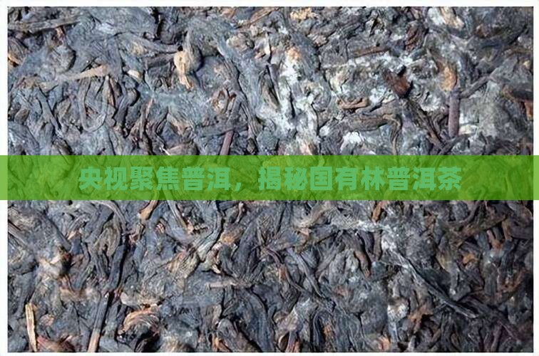 央视报道国有林普洱茶