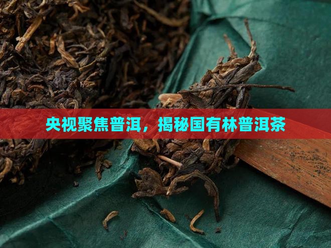 央视报道国有林普洱茶