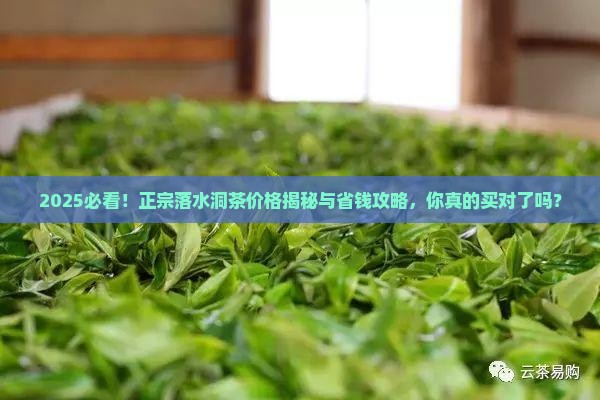 正宗落水洞茶价格
