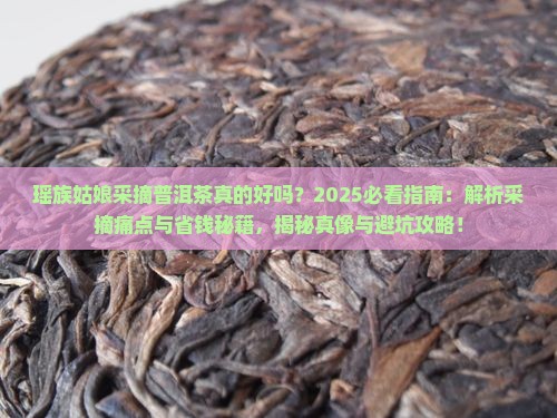 瑶族姑娘采摘普洱茶