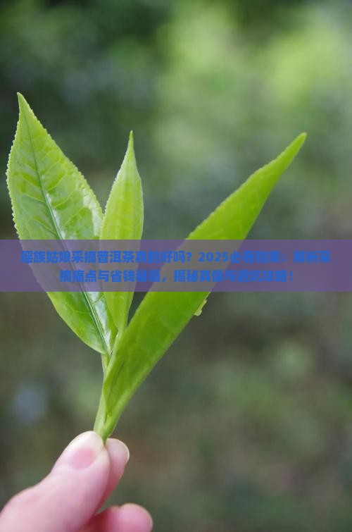 瑶族姑娘采摘普洱茶