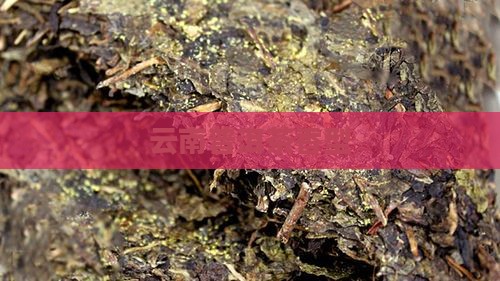 云南普洱茶香型