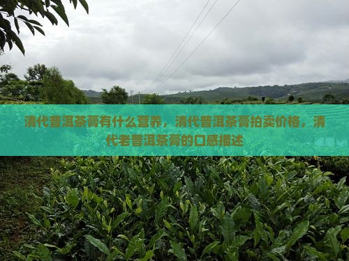 清代普洱茶膏有什么营养