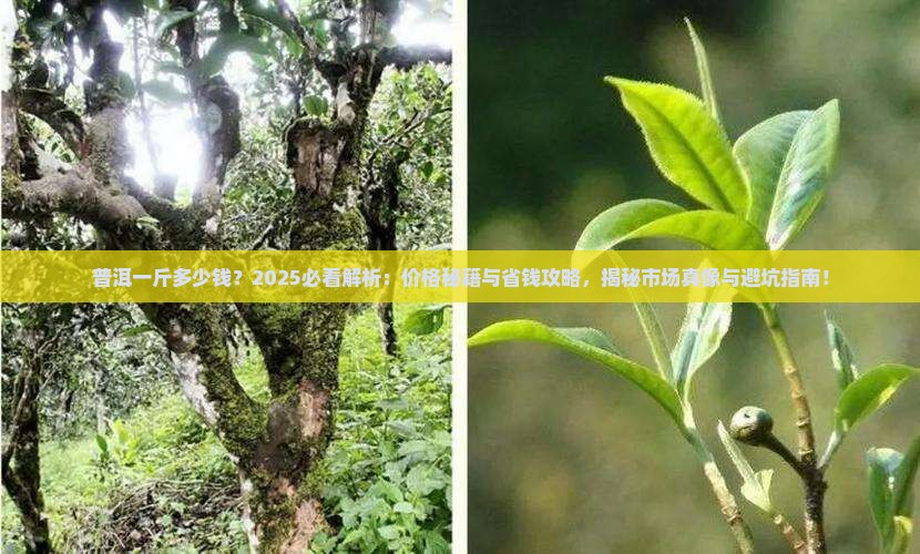 普洱一斤多少钱