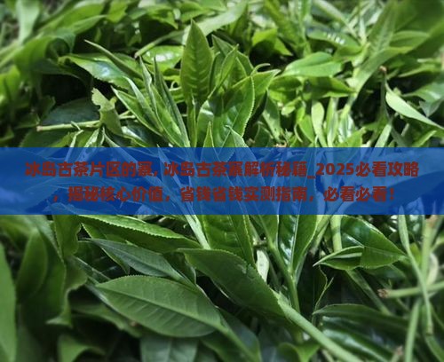 冰岛古茶片区的寨