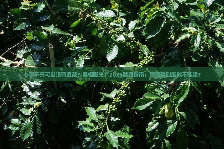 心率不齐可以喝普洱茶