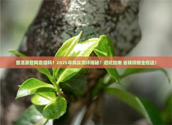 普洱茶官网可靠吗