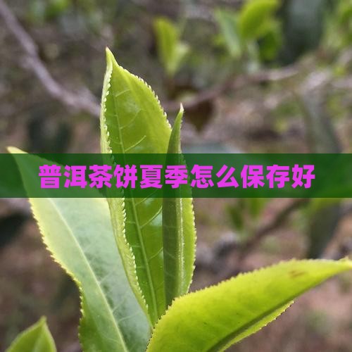 普洱茶饼夏季怎么保存好
