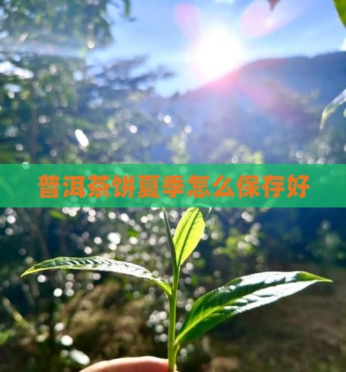 普洱茶饼夏季怎么保存好