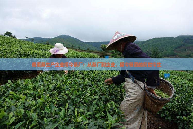 福今茶叶到前世今生