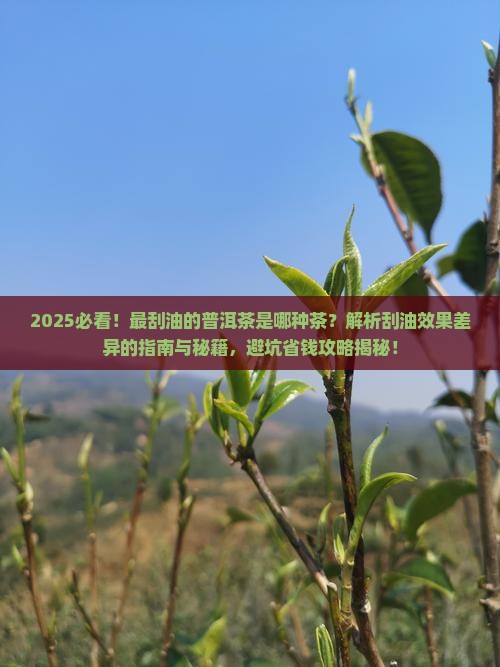最刮油的普洱茶是哪种茶