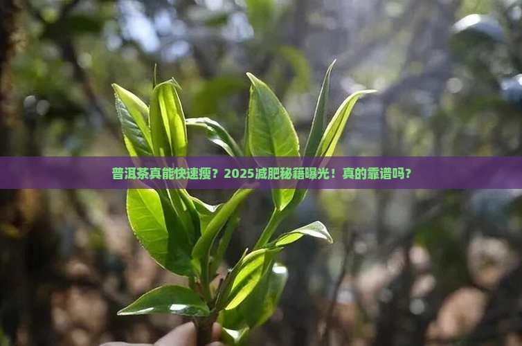 普洱茶体重减轻很快