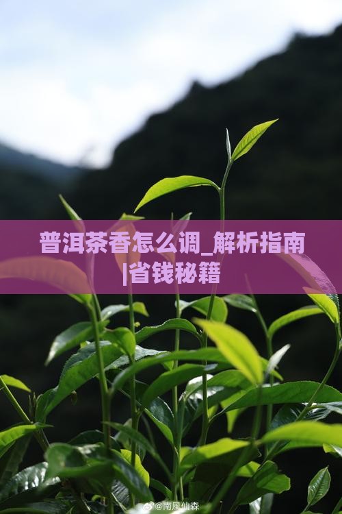 普洱茶香怎么调