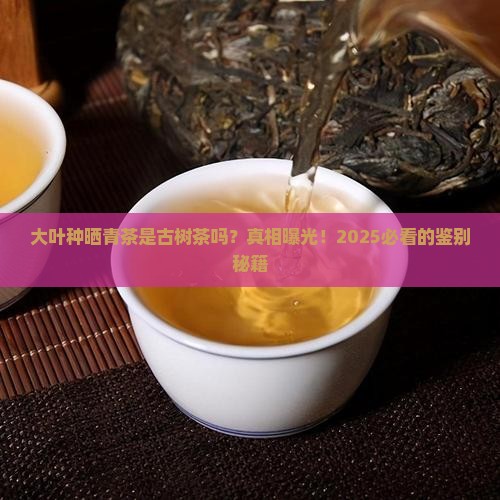 大叶种晒青茶是不是古树茶