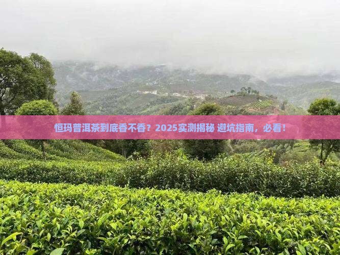 恒玛普洱茶怎么样
