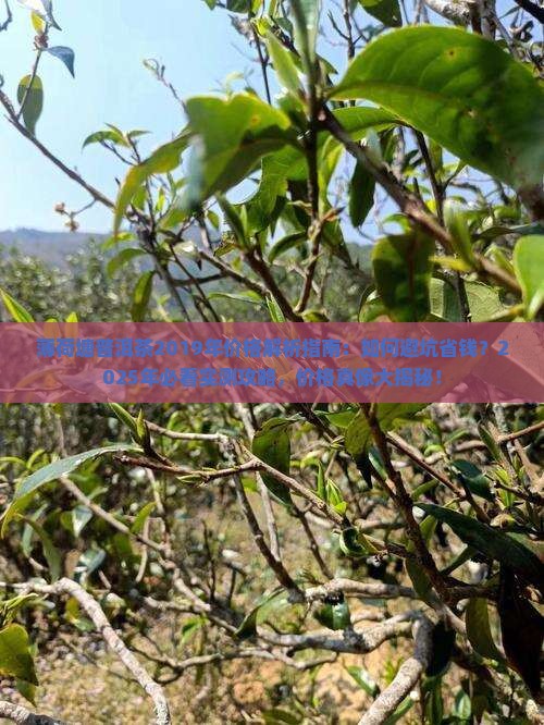 薄荷塘普洱茶2019年价格