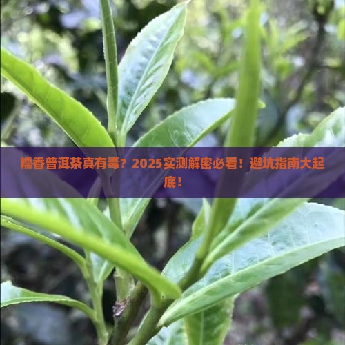 糯香普洱茶有毒吗