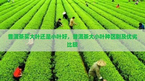 普洱茶买大叶还是小叶好