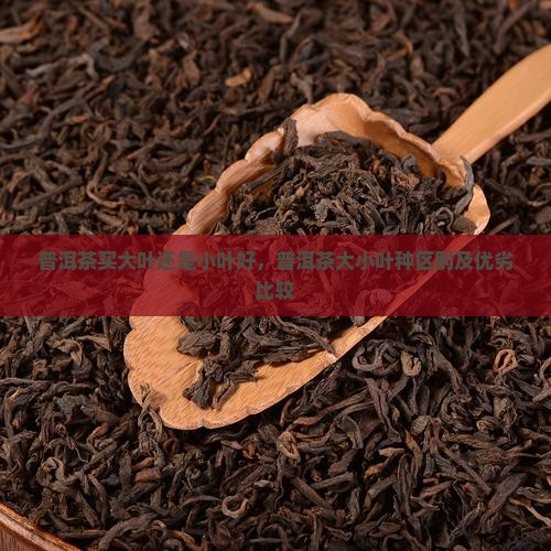普洱茶买大叶还是小叶好