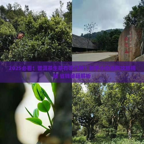 普洱茶生茶有哪几种