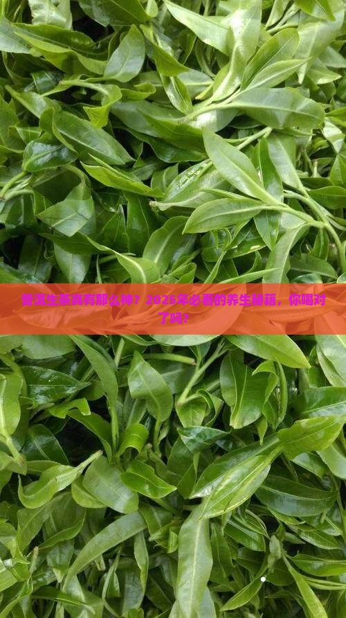 普洱茶的生茶有什么功效