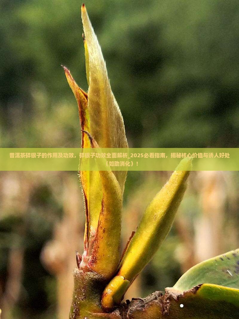 普洱茶碎银子的作用及功效