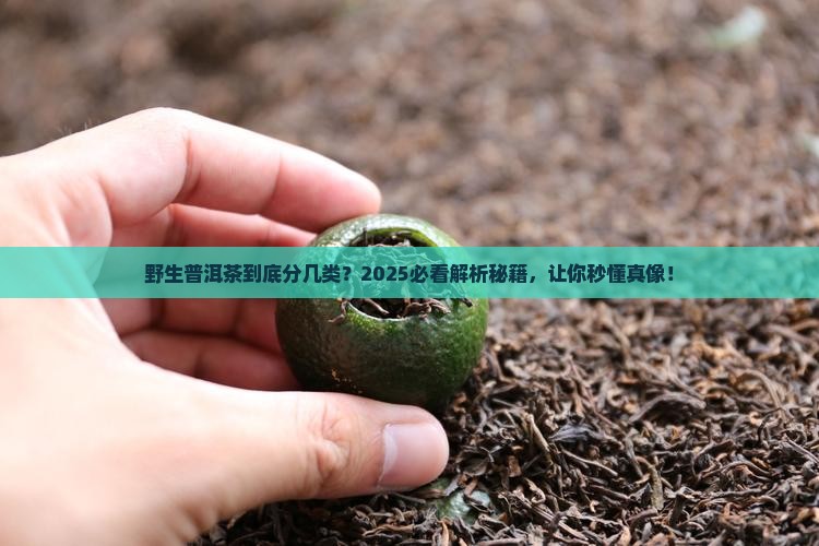 野生普洱茶有哪几种茶类