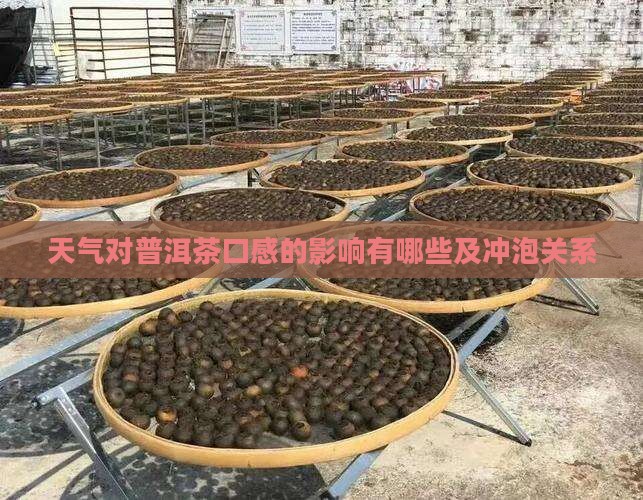 天气对普洱茶口感的影响