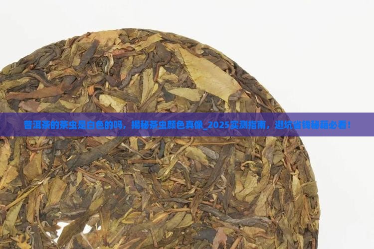 普洱茶的茶虫是白色的吗