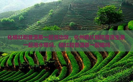 化橘红和普洱茶一起泡功效