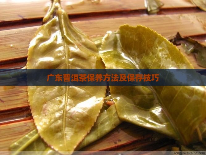 广东普洱茶保养