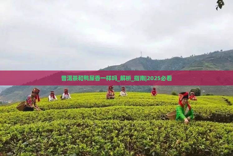 普洱茶和鸭屎香一样吗