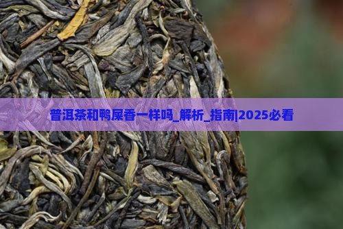 普洱茶和鸭屎香一样吗