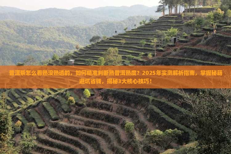 普洱茶怎么看熟没熟透的