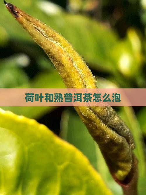 荷叶和熟普洱茶怎么泡