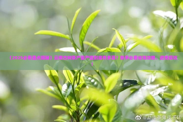 云南古树茶产量产值