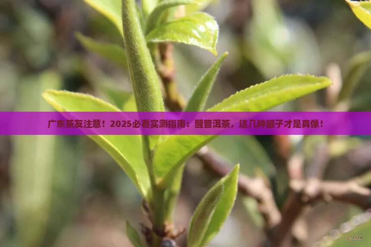 广东适合用什么罐醒普洱茶