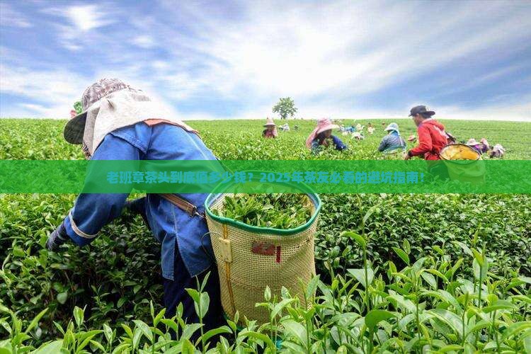 老班章茶头价格