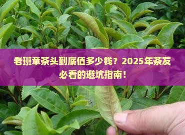 老班章茶头价格