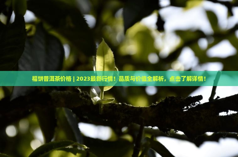 福饼普洱茶价格 福饼普洱茶价格