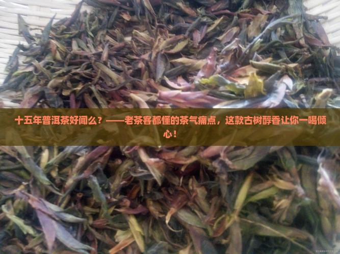 十五年普洱茶好闻么