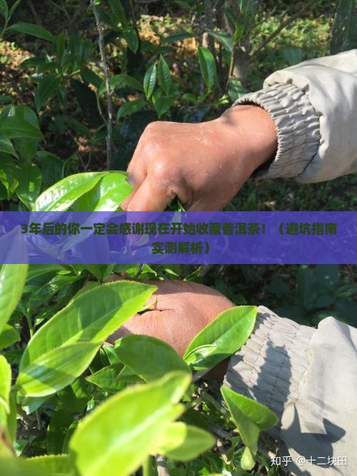 为什么普洱茶放越久越值钱