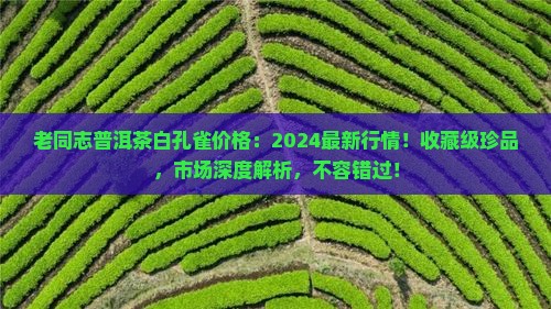老同志普洱茶白孔雀价格