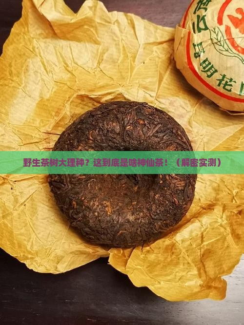 野生茶树大理种