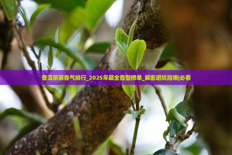 普洱茶寨香气排行